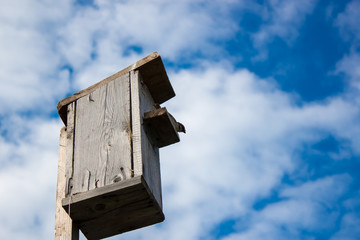 Воробей в скворечнике