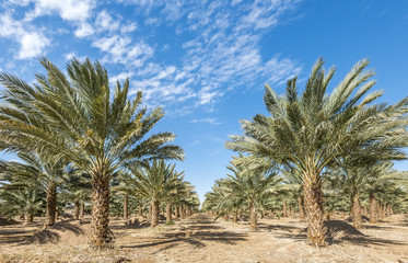 Fototapeta na wymiar Date palms have an important place in advanced desert agriculture in the Middle East