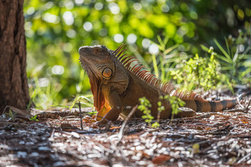 Fototapeta premium Iguana/Iguana in the wood