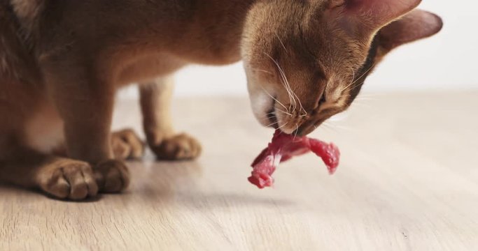 Slow motion of abyssinian cat eating meat on table, 4k 60fps prores footage