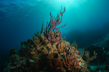 Fototapeta na wymiar Tropical reef with purple rope sponge reaching towards sunlight