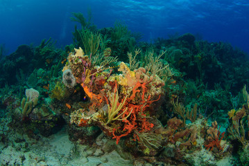 Fototapeta na wymiar Underwater reef scene of colorful tropical corals
