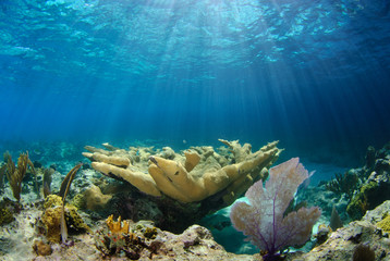 Sunlight streams down underwater onto large elkhorn coral in shallow reef © Caitlin C