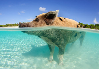 Over-under of big mama pig standing in the water at Big Majors Cay, Bahamas