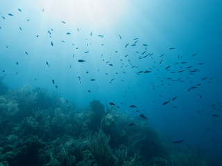 Fototapeta na wymiar Sunlight shining on reef and school of blue fish underwater