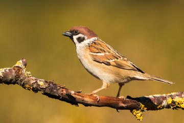 passera mattugia