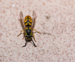 Wasp on wall