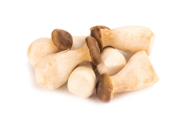 King oyster mushroom Pleurotus eryngii on white background