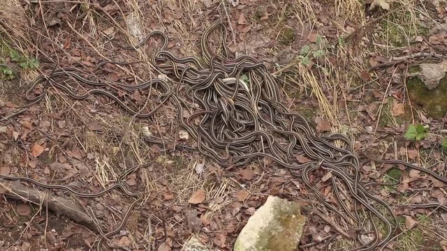 Group of red sided garter snake Thamnophis sirtalis parietalis mating in Narcisse, Manitoba, Canada.