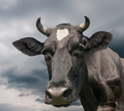 Black cow against sky with grey clouds