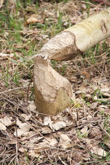 Biberschäden im Hochformat