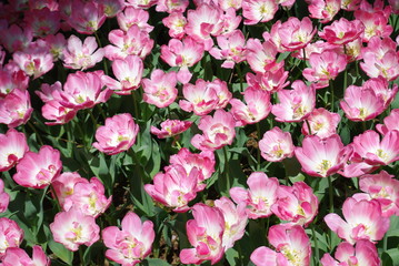 tulip flowers