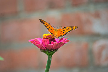 Orange butterfly in a flower 