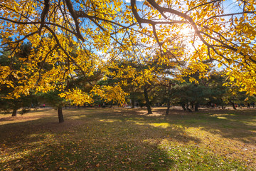 Autumn landscape in the park. Seoul,South korea.