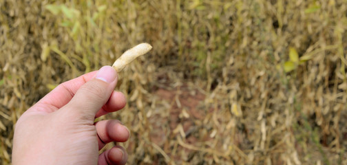 Hand holding a soybean pod