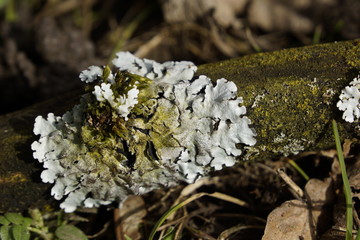 Flechte auf Ast