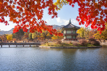 Fototapeta premium gyeongbokgung palace in autumn with blur maple in foreground, Seoul, South Korea.