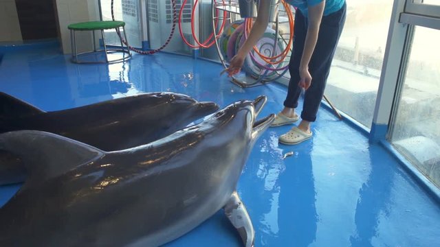 Woman throwing a treat to dolphins in the dolphinarium slow motion