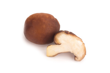 Shiitake mushroom on the White background