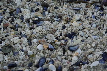Muscheln am Strand