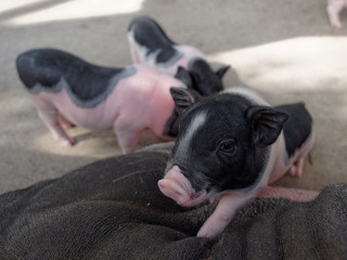 Pink and black pigs climbing on his mom in the farm