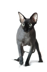 black Sphinx cat