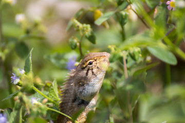 The Lizard from Thailand country