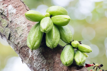 The bilimbi Genus Averrhoa