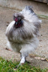 Silky Fowl Rooster