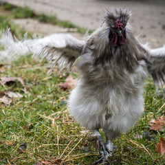 Silky Fowl Rooster open wings
