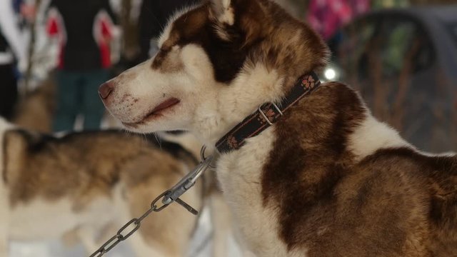 Close up of sled dog hasky in the winter outdoors, 4k footage