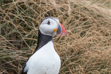 Atlantic Puffin Portrait