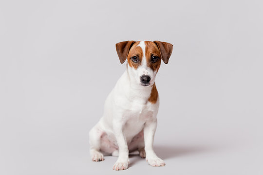 cute jack russel terrier sitting in front of wonderful white background