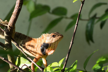 Obraz premium .lizard perched on a branch - then it makes a JUMP to another branch.