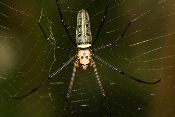 Golden Spider on it web