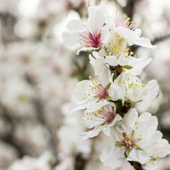 The almond blossom