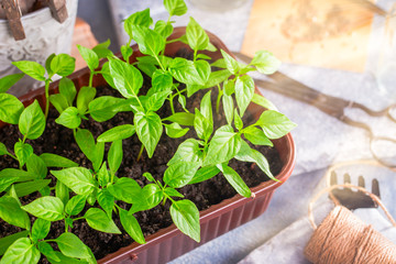 Plastic container of pepper seedlings plants closeup shot