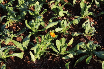 a flower in the middle of plants