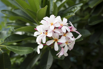 Plumeria Flower