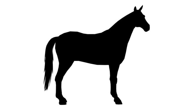 Black silhouette of a walking horse. Alpha channel. 4K.