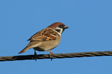 Sparrow on electric wires