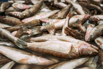 Big fish catch. Live large fish are in the water before they are used to people preparing fish dishes. 