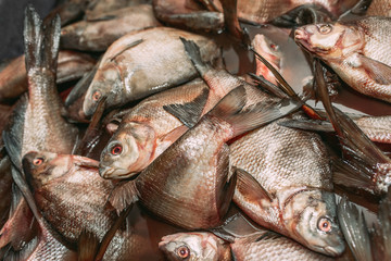 Big fish catch. Live large fish are in the water 