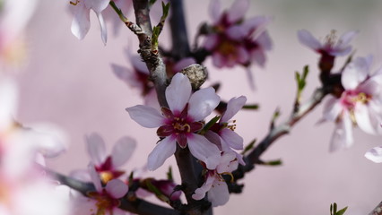 Flor de almendro en primavera