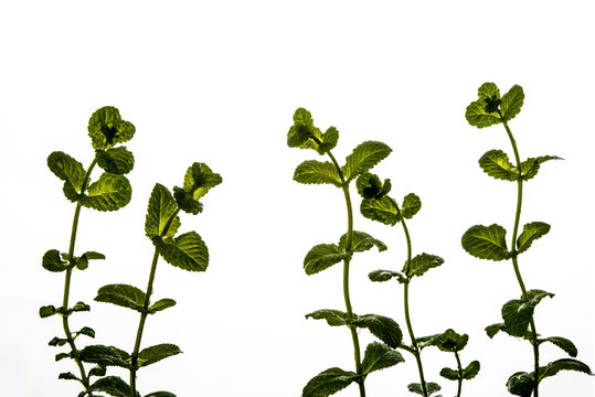 Mint plant isolated
