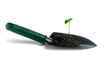 green sprout - a seedling in the ground on a shovel on a white background for isolation