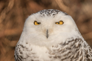 Snowy Owl Portrait