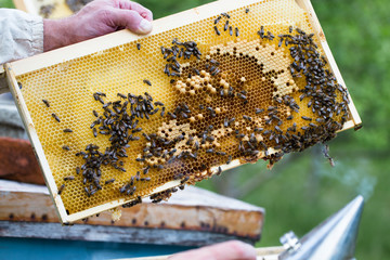 Close up shot of man hand holding frame with bees wax. Selective focus.