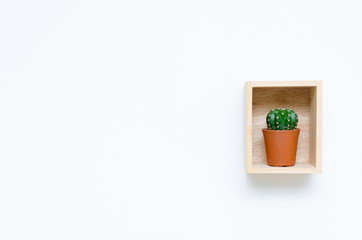 mini cactus in pot and wooden box on white background with copy space for text.