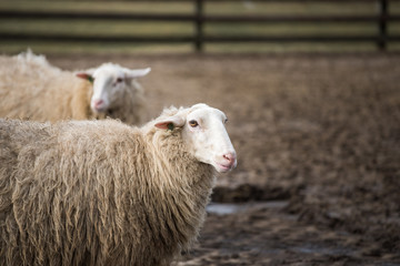 Obraz premium Dutch sheep